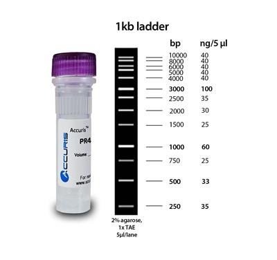 50022778_1kb-Ladder.jpg